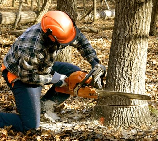 Tree Removal in Burke, SD